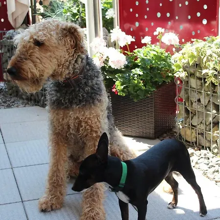 Haus Laetsch Apartmán *